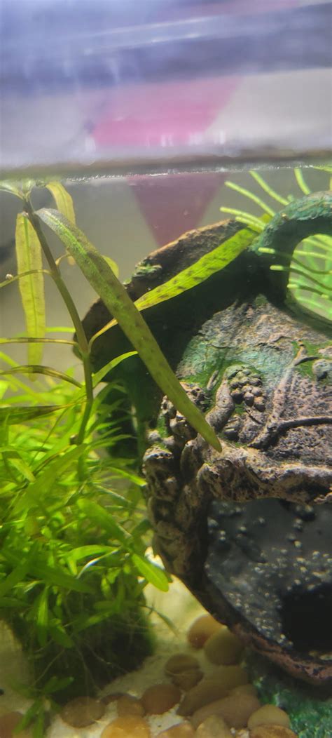 Name this plant. Yes it's a Petco seeded log in my daughter's betta