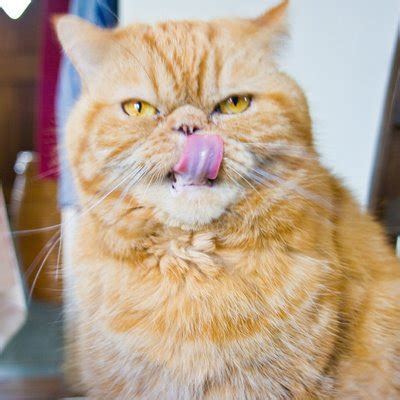 The comic strip centers on garfield, portrayed as a lazy, fat. What Kind Of Cat Is Garfield