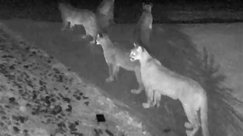 Watch 5 Mountain Lions Spotted Together In Rare Viral Video 1045 Wokv