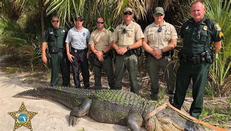 Big Alligator Captured At Venice Park Where Dog Was Attacked