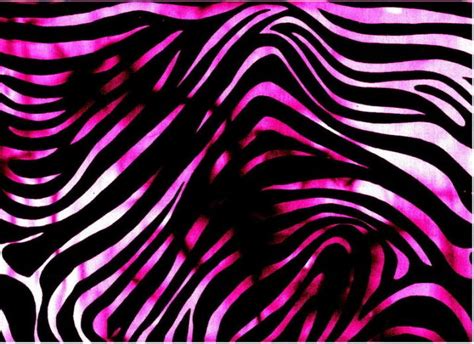 Free Download Amper Bae Zebra Print Backgrounds 1600x1066 For Your