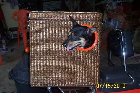 Best bike carrier for pets. Terrierman's Daily Dose: Bicycle Baskets for the Dogs