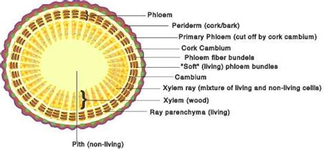 Structure of a tree trunk 23 . | Download Scientific Diagram