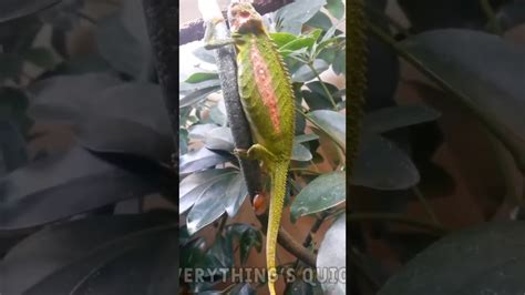 Lizard Giving Birth Youtube Short Video So Amazing Must Watch