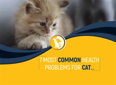 7 Most Common Health Problems For Cat