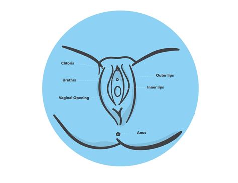 A safe warm comfortable place where you can lay waste. Let's Talk About Our Vaginas: Myths, Anatomy, and Key ...