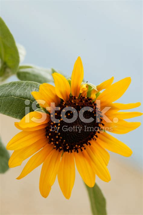 Free Free 273 Sunflower Water Tracker Svg SVG PNG EPS DXF File