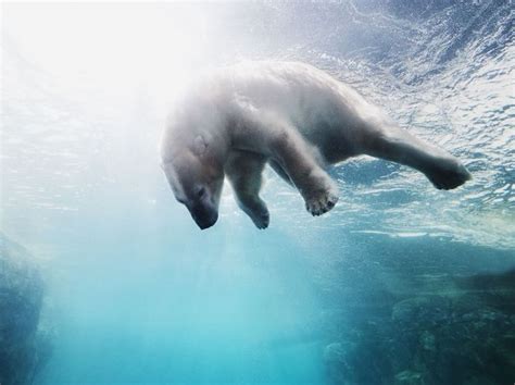 Celebrate Polar Bear Day With These Amazing Facts Polar Bear Water