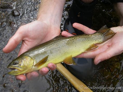 Native Trout Fly Fishing Apache Trout