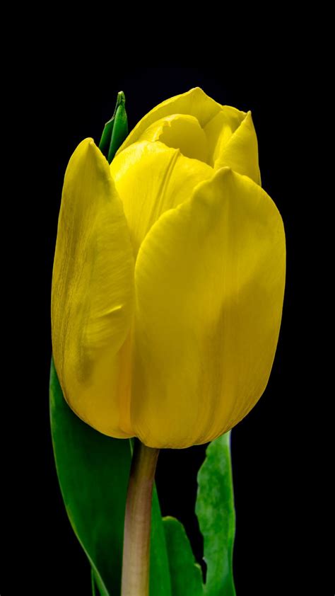 Tulip Flower Yellow Plant Petals 4k Hd Wallpapers Hd