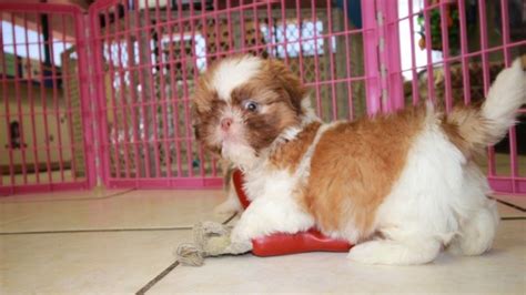 Puppies For Sale Local Breeders Sweet And Gentle Shih Tzu
