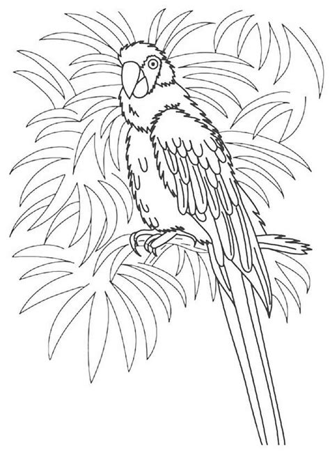 Dibujos De Una Linda Guacamaya Para Colorear Para Colorear Pintar E