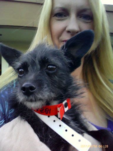 Chihuahua Terrier Mix Black Long Hair Pets Lovers