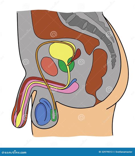 Anatomie Du Système Génital Masculin Illustration Stock Illustration Du Intestin Tableau