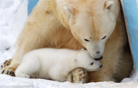 Polar Bear Gerda Plays With Her Baby Shila At A Russian Zoo Baby