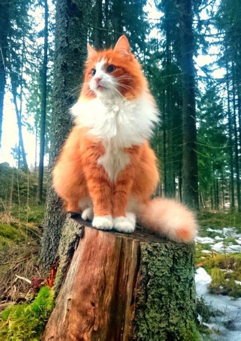This Orange Baby 😍🍊 Beautiful Cats Norwegian Forest Cat Cute Cats