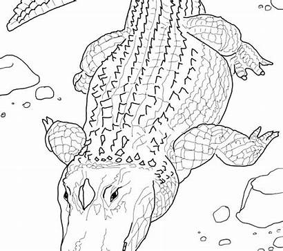 Realistic Coloring Pages Animal Printable Alligator Animals