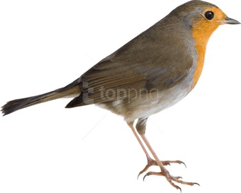 Robin Bird Png 500x401 Png Download