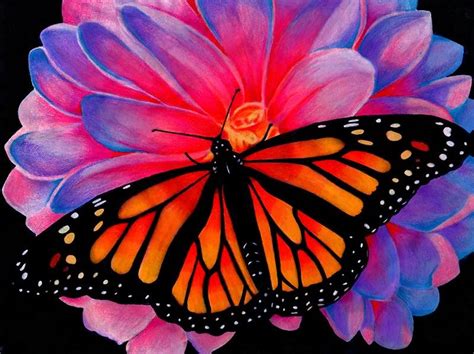 Monarch Butterfly Colored Pencil Rdrawing