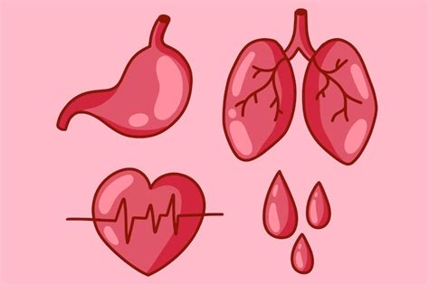 Premium Vector Set Organs Bloods Heart Lungs Stomach Illustration