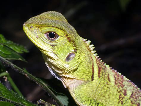 It depends on the type of lizard.some lizards are more expensive than others.if you caught the lizard in your backyard,its probley not going to make you much money. 7 Outstanding Animals You Can Find In Your Amazon ...