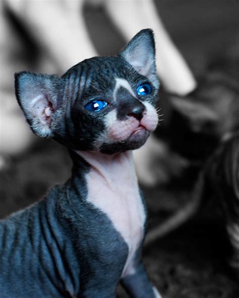The 25 Best Hairless Kitten Ideas On Pinterest Sphynx Cat Sphinx
