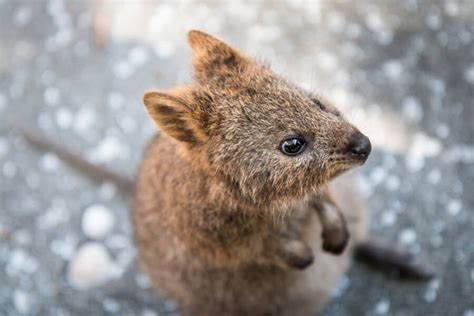 Conheça O Quokka O Marsupial Sorridente Da Austrália Ocidental
