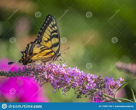 Swallowtail Oriental Del Tigre Del Glaucus Papilio Del Imagen De