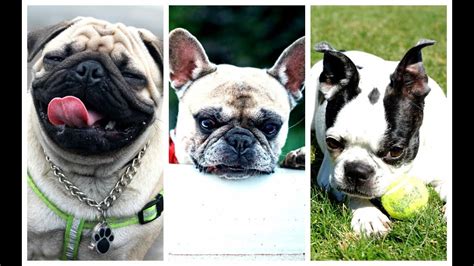 63 French Bulldog Vs Boston Terrier Differences L2sanpiero