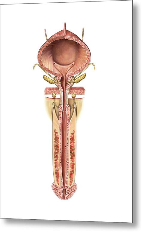 Urinary Bladder And Urethra Metal Print By Asklepios Medical Atlas