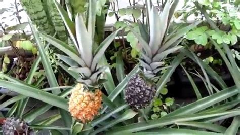 How To Grow Pineapples As Houseplants 2023 Guide Growing Magazine