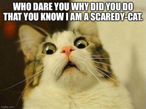 Scaredy Cat Imgflip