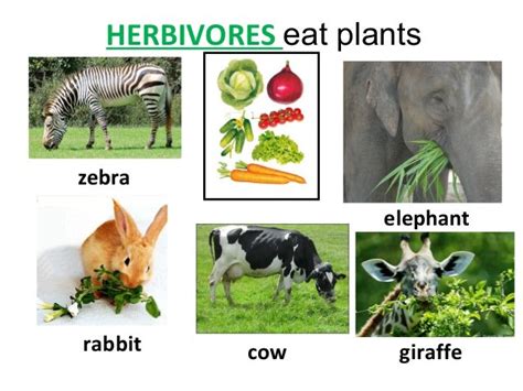 Herbivores,carnivores and omnivores