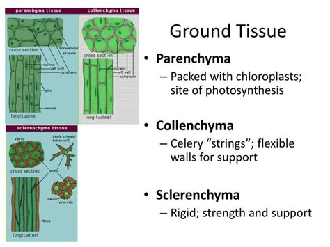 Ground Tissue In Plants
