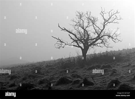 Lone Tree In The Mist Stock Photo Alamy
