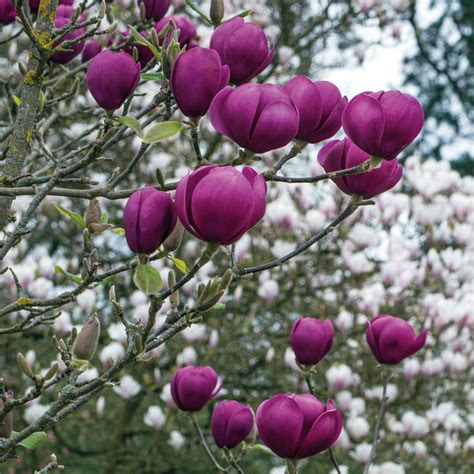 Magnolia Black Tulip Ubicaciondepersonascdmxgobmx