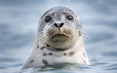 Seal Animals Funny Sea Water Marine North