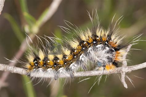 Lappet moth caterpillar Royalty Free Stock Image | Stock Photos, Royalty Free Images, Vectors ...