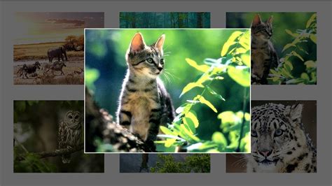 How To Create Image Gallery Using Html Css And Javascript