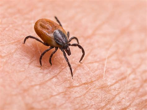Lyme Disease And Ticks Ask An Expert Your Questions About How To