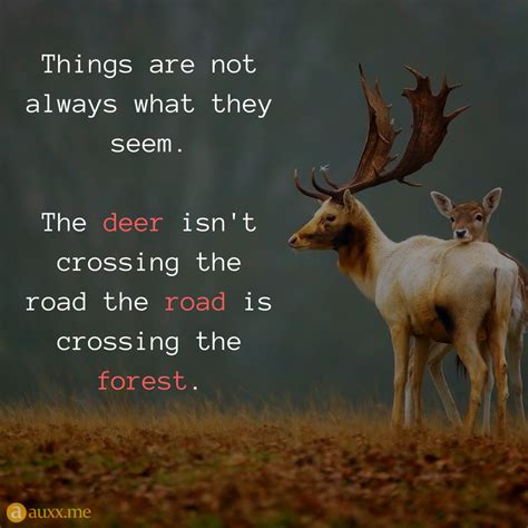 Deer Quotes ShortQuotes Cc
