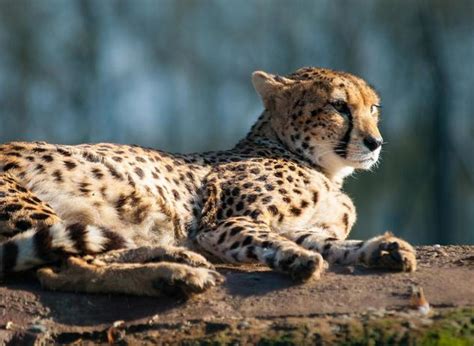 Everything You Need To Know About Pet Cheetahs Pethelpful