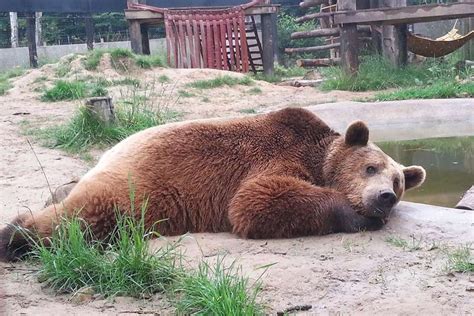 Video Rescued Bulgarian Bears Explore Their New Enclosure At Wildwood