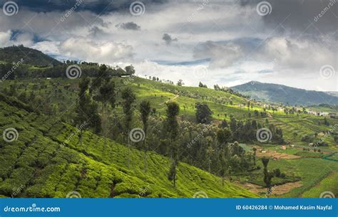 Terra Agrícola Em Nilgiris Perto De Ooty Foto De Stock Imagem De