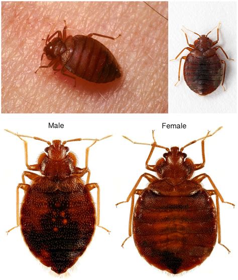 How long can bedbugs live without food? The Bed Bug LifeCycle: Diagram, Video Guide and Pictures