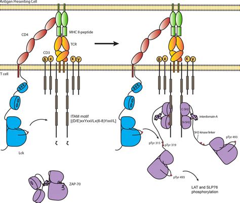 Phosphorylation Of Zap 70 Is Required To Initiate T Cell Receptor