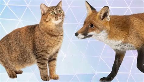 Are Foxes Closer To Cats Or Dogs