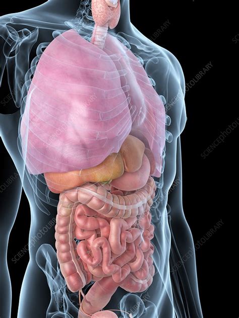 Human Internal Organs Artwork Stock Image F009 4376 Science