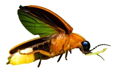 Firefly Insect Png All Png All