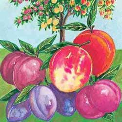 If you attempt to add a quantity that does not meet these requirements to your cart, it will automatically be rounded up to the nearest quantity that does. We live to tell God's "Amazing Grace": Fruit Cocktail Tree